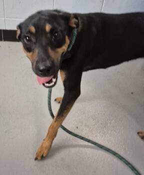 Pen 206 Carly -  Doberman Pinscher Dog for Adoption in Lawrenceville, Georgia - Pen 206 Carly | PetCurious