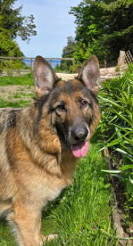 Rescue German Shepherd Dog Dogs for Adoption in Bothell, Washington - Rico | PetCurious