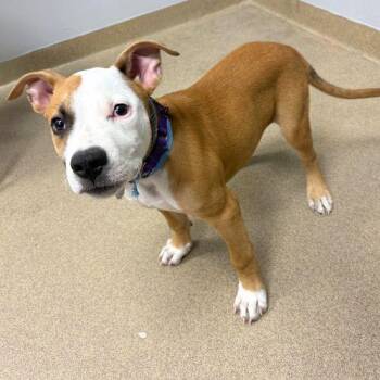 WIGGLES -  American Staffordshire Terrier and American Bulldog Dog for Adoption in Aurora, Colorado - WIGGLES | PetCurious