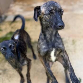 Angelica -  Italian Greyhound and Mixed Breed Dog for Adoption in Brownsboro, Alabama - Angelica | PetCurious