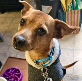 Chihuahua and Mixed Breed Dogs Available for Adoption - Andouille | PetCurious