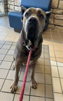 BANANA -  Cane Corso Dog for Adoption in Dayton, Ohio - BANANA | PetCurious
