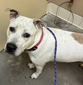Rescue Mixed Breed Dogs for Adoption in Spokane Valley, Washington - Tory | PetCurious