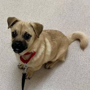 Pug and Mixed Breed Dogs Available for Adoption - Evan Baits | PetCurious