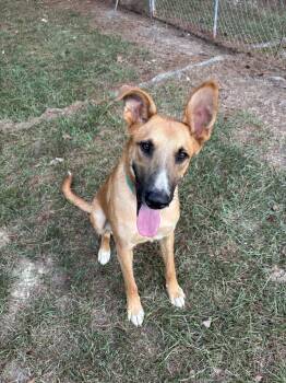 Hercules -  German Shepherd Dog Dog for Adoption in Boston, Massachusetts - Hercules | PetCurious