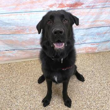 German Shepherd Dog and Mixed Breed Dogs Available for Adoption in Cheyenne, Wyoming - Hutch | PetCurious