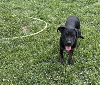 German Wirehaired Pointer Dogs Available for Adoption in Brownstown, Indiana - Renee | PetCurious