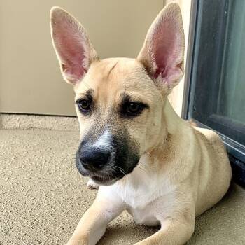 Rescue German Shepherd Dog and Mixed Breed Dogs for Adoption in San Diego, California - Smoothie | PetCurious
