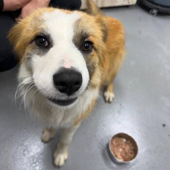 Mixed Breed Dogs Available for Adoption - 02/25/26-Stray-EnglewoodDrive | PetCurious