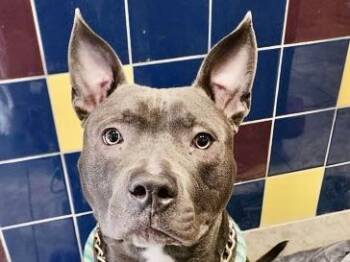 Rescue Mixed Breed Dogs for Adoption in Georgetown, Texas - Poblano | PetCurious