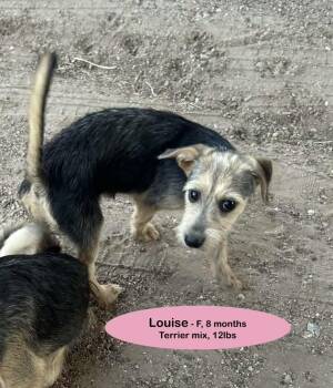 Louise -  Terrier Dog for Adoption in Thornton, Colorado - Louise | PetCurious
