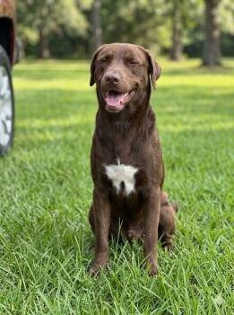 Chocolate -  Chocolate Labrador Retriever Dog for Adoption in Houston, Texas - Chocolate | PetCurious
