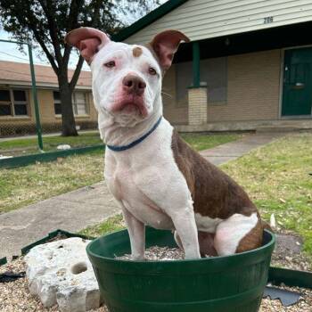 Rescue American Staffordshire Terrier Dogs for Adoption in Kempner, Texas - Isabella | PetCurious