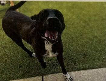 Labrador Retriever and Mixed Breed Dogs Available for Adoption in Daytona Beach, Florida - Felix - 2 | PetCurious