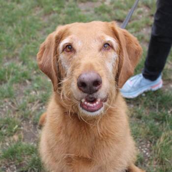 Lucky -  Labrador Retriever and Standard Poodle Dog for Adoption in Champaign, Illinois - Lucky | PetCurious
