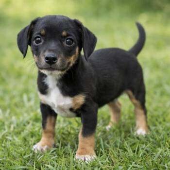 Chiweenie and Mixed Breed Dogs Available for Adoption in Pelham, New Hampshire - Addison  | PetCurious
