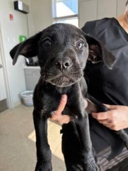 Peony -  Mixed Breed Dog for Adoption in Lafayette, Indiana - Peony | PetCurious