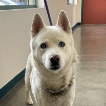 Siberian Husky Dogs Available for Adoption in Reno, Nevada - Miko | PetCurious