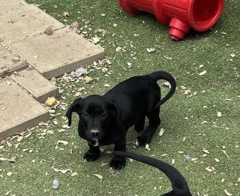 Beagle and Hound Dogs Available for Adoption in Brownstown, Indiana - Spice | PetCurious