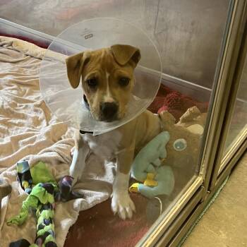 Schilling -  Labrador Retriever Dog for Adoption in Wilmington, Delaware - Schilling | PetCurious