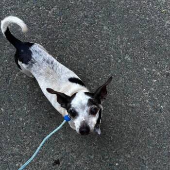 Alphonso -  Chihuahua Dog for Adoption in Ramona, California - Alphonso | PetCurious