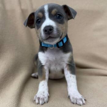 Smarties -  Beagle and Mixed Breed Dog for Adoption in St. Peters, Missouri - Smarties | PetCurious