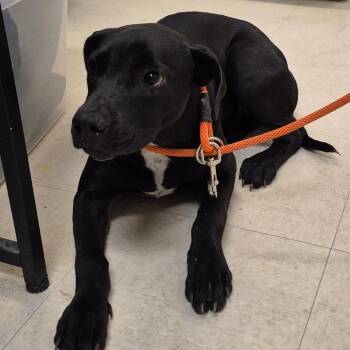 SCFL-Stray-67221 -  Mixed Breed Dog for Adoption in Lake Panasoffkee, Florida - SCFL-Stray-67221 | PetCurious
