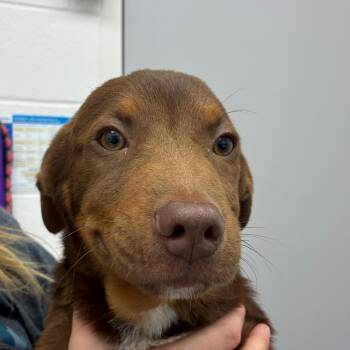 George -  Shepherd and Mixed Breed Dog for Adoption in Corpus Christi, Texas - George | PetCurious