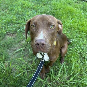 Ferris -  Mixed Breed Dog for Adoption in Auburn, Alabama - Ferris | PetCurious