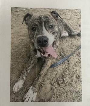 Richy -  Mixed Breed Dog for Adoption in Palm Coast, Florida - Richy | PetCurious