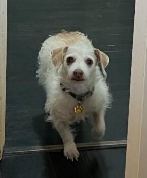 Border Terrier and Wirehaired Dachshund Dogs Available for Adoption in Friendswood, Texas - Willa Jean | PetCurious