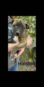 American Staffordshire Terrier and Pit Bull Terrier Dogs Available for Adoption in Texarkana, Texas - Halston | PetCurious