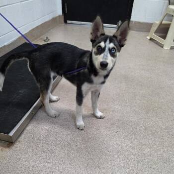 Gia -  Husky and Australian Cattle Dog Blue Heeler Dog for Adoption in Ardmore, Oklahoma - Gia | PetCurious