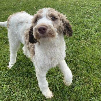 Harrison -  Mixed Breed Dog for Adoption in Fletcher, North Carolina - Harrison | PetCurious
