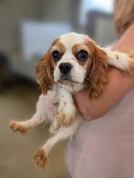 Hattie -  Cavalier King Charles Spaniel Dog for Adoption in Lima, Ohio - Hattie | PetCurious
