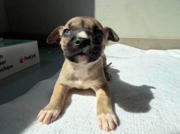 U1 Spider -  Pit Bull Terrier Dog for Adoption in Ashland, Wisconsin - U1 Spider | PetCurious