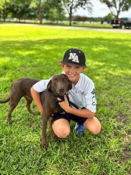 River (Chocolate Lab) -  Labrador Retriever and Mixed Breed Dog for Adoption in Aiken, South Carolina - River (Chocolate Lab) | PetCurious