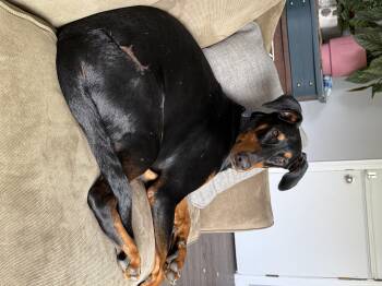 Rescue Doberman Pinscher Dogs for Adoption in Vassalboro, Maine - Jack Jack | PetCurious