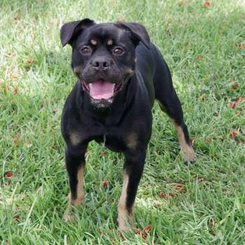 Gus -  Rottweiler and Mixed Breed Dog for Adoption in Miami, Florida - Gus | PetCurious