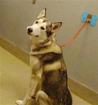 Rescue Siberian Husky Dogs for Adoption in Las Vegas, Nevada - ODINS | PetCurious