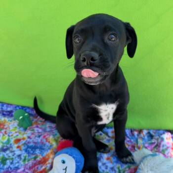 Pug and Shepherd Dogs Available for Adoption in White Oak, Pennsylvania - Boots | PetCurious