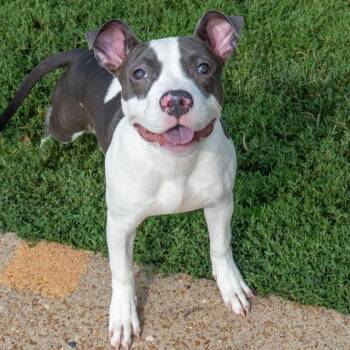 ROYALTY -  Pit Bull Terrier and Mixed Breed Dog for Adoption in St. Louis, Missouri - ROYALTY | PetCurious