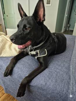Arlo -  Mixed Breed Dog for Adoption in Wilmington, North Carolina - Arlo | PetCurious
