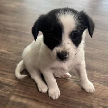 Jack Russell Terrier Dogs Available for Adoption in Cashmere, Washington - Roo | PetCurious