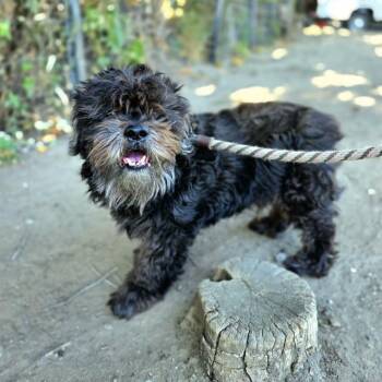 HAPPY -  Shih Tzu Dog for Adoption in Long Beach, California - HAPPY | PetCurious
