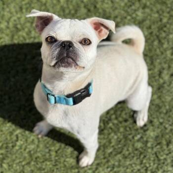 Penny -  Pug Dog for Adoption in Goleta, California - Penny | PetCurious