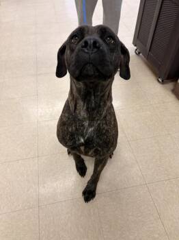 Cane Corso Dogs Available for Adoption in Killeen, Texas - MYLO | PetCurious