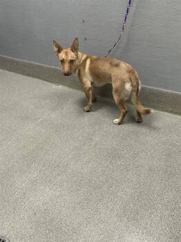 GOLDPAWS -  Australian Kelpie and Carolina Dog Dog for Adoption in Las Vegas, Nevada - GOLDPAWS | PetCurious