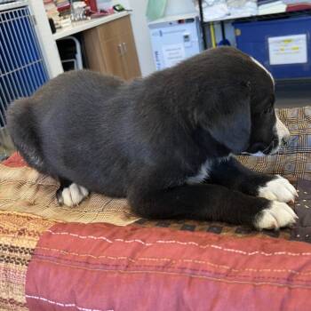 107776 -  Mixed Breed Dog for Adoption in Las Cruces, New Mexico - 107776 | PetCurious