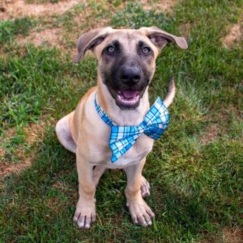 Colby -  German Shepherd Dog Dog for Adoption in Houston, Texas - Colby | PetCurious